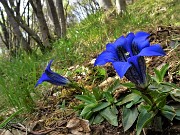 60 Gentiana clusii (Genziana di Clusius)